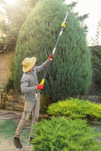 Best Arborist Consultation Services  in Washington Heights, NY